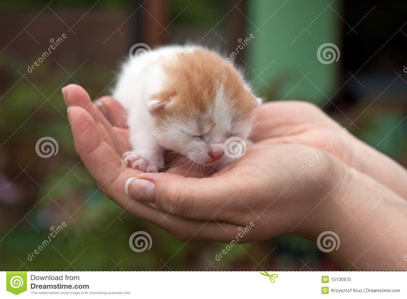 Detail Cute Cats Images Download Nomer 49