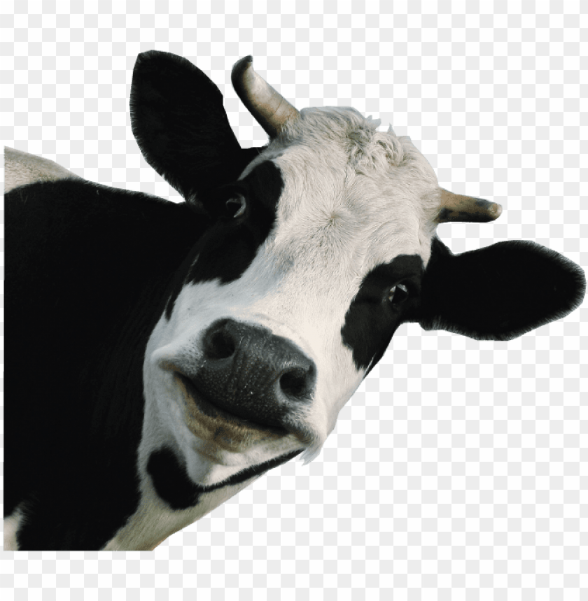 Detail Cute Cow Png Nomer 34