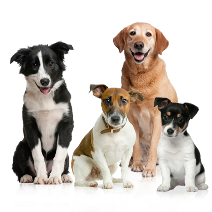 Detail Cute Dog Png Nomer 30