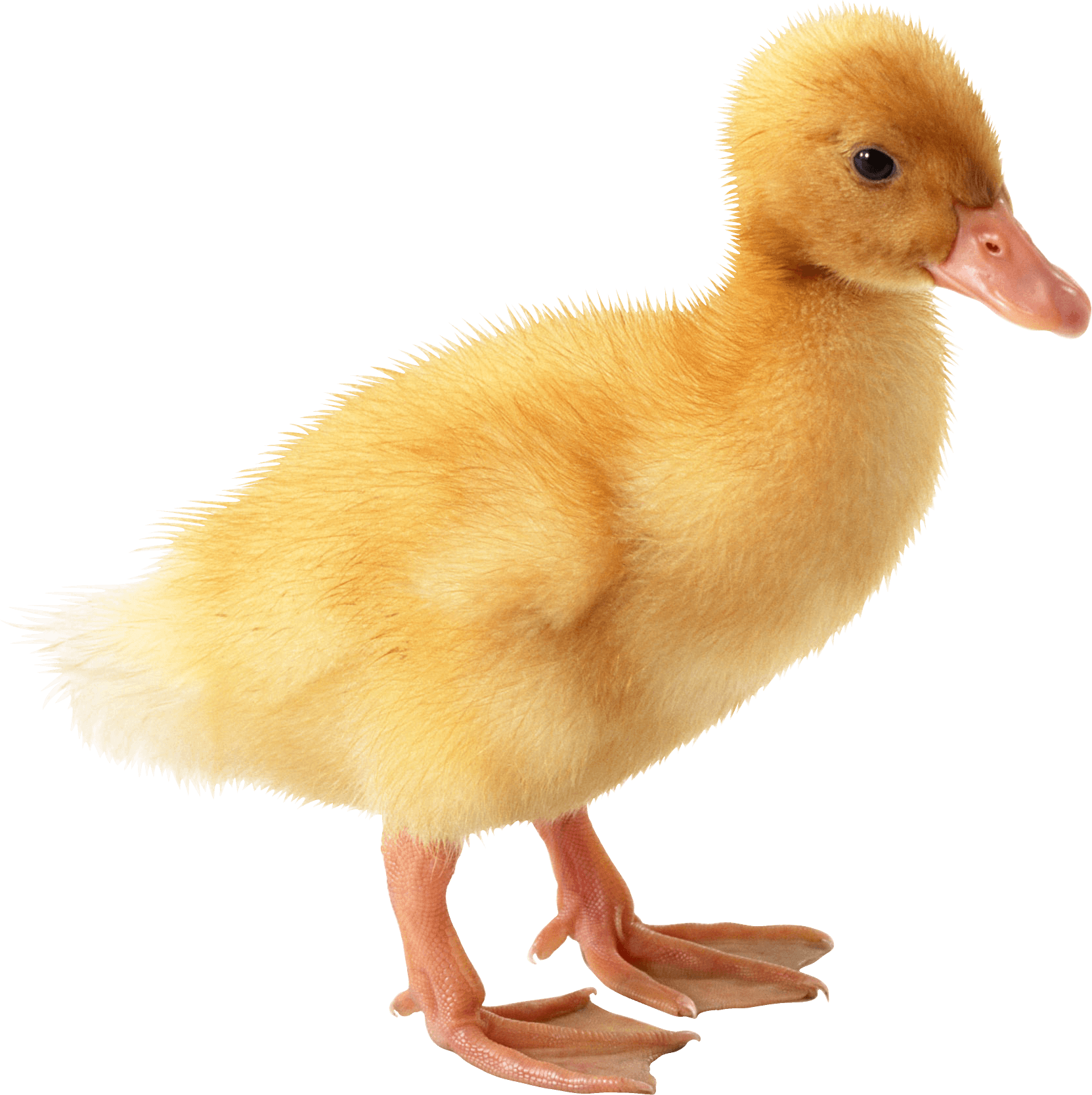 Detail Cute Duck Png Nomer 16