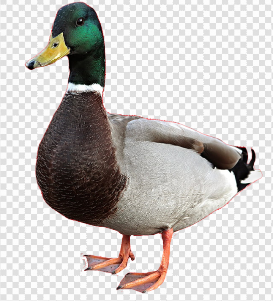 Detail Cute Duck Png Nomer 34