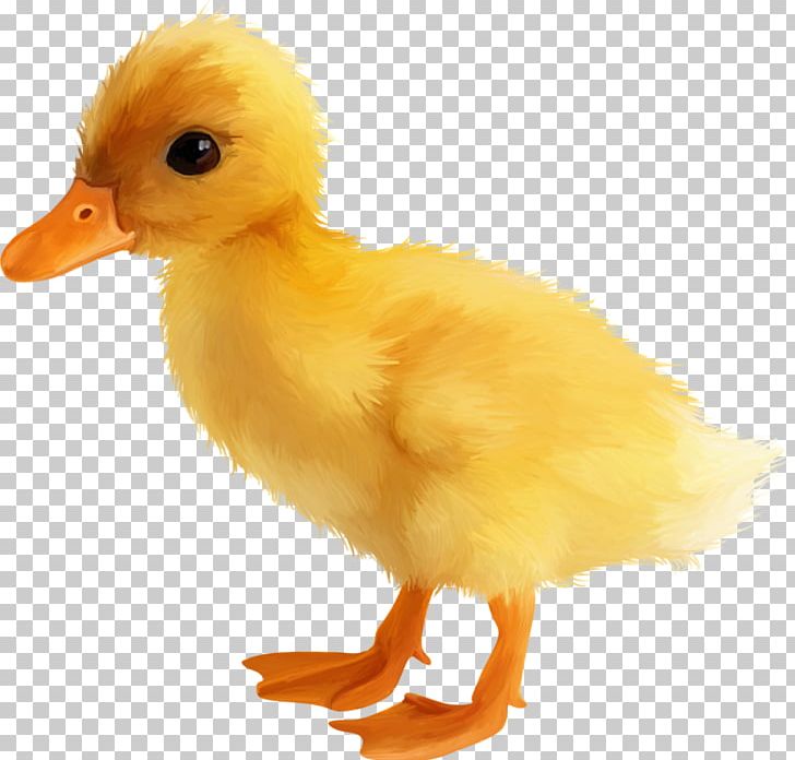 Detail Cute Duck Png Nomer 35