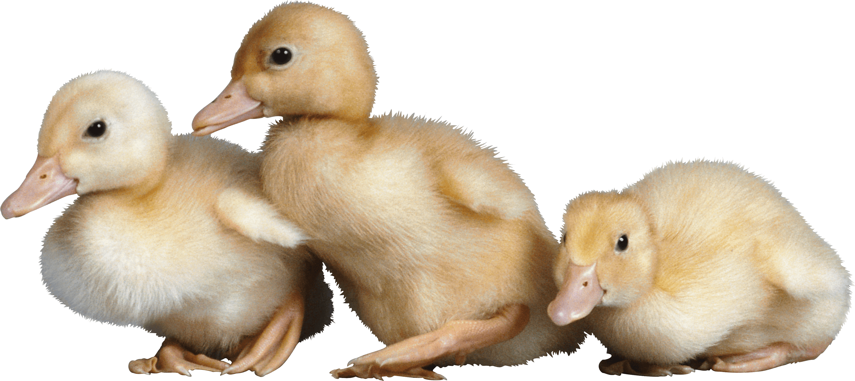 Detail Cute Duck Png Nomer 54