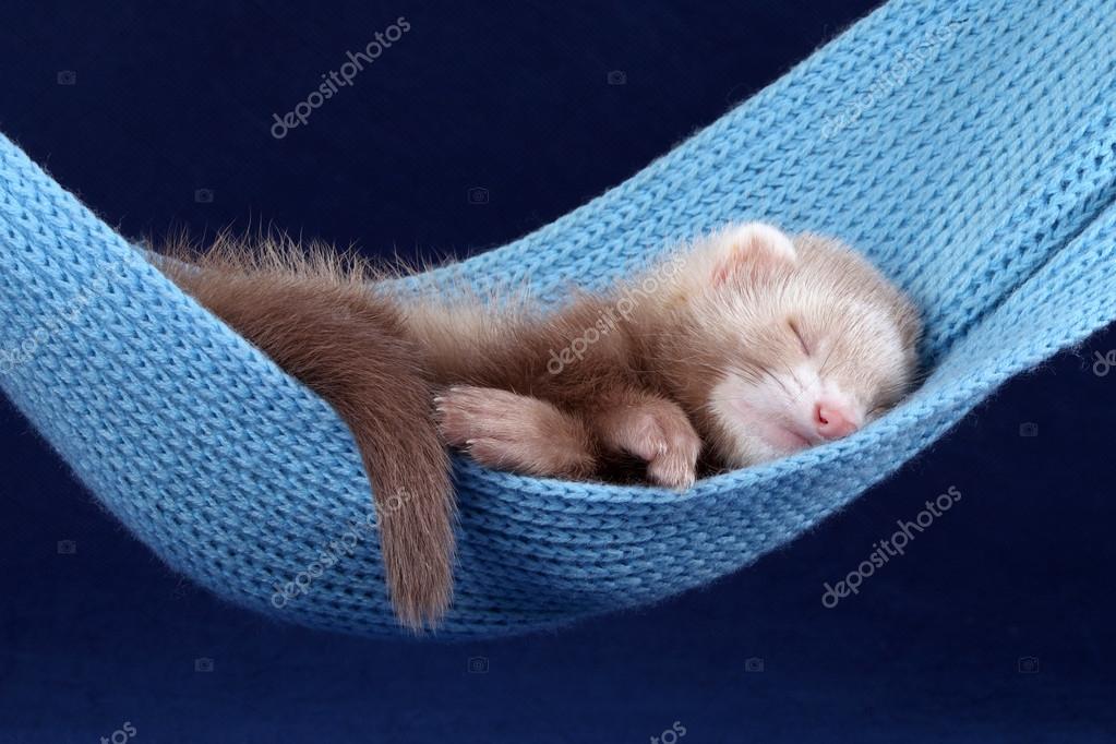 Detail Cute Ferret Hammock Nomer 25