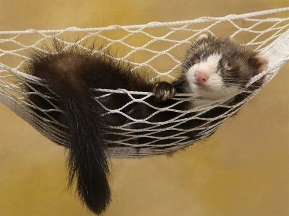 Detail Cute Ferret Hammock Nomer 4