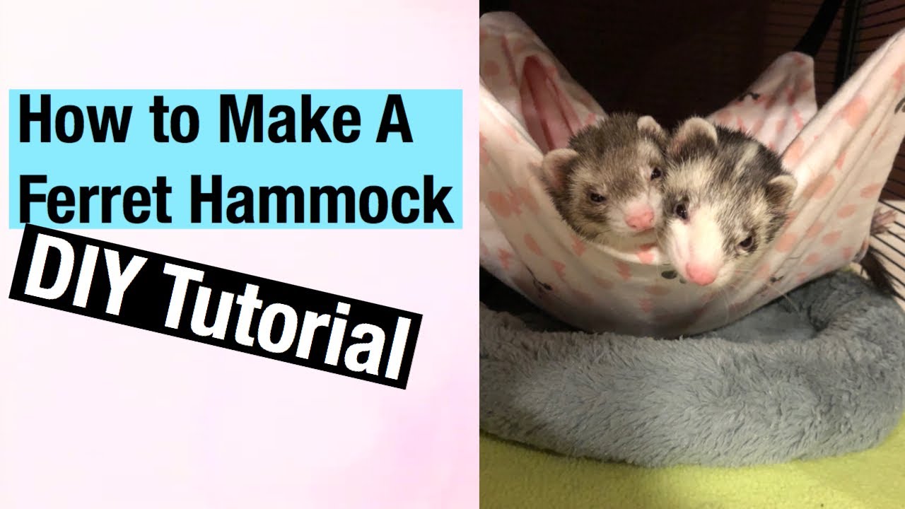 Detail Cute Ferret Hammock Nomer 41