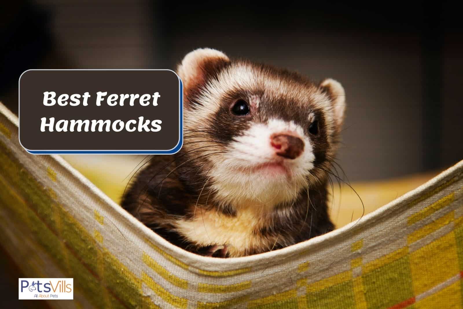 Detail Cute Ferret Hammock Nomer 43