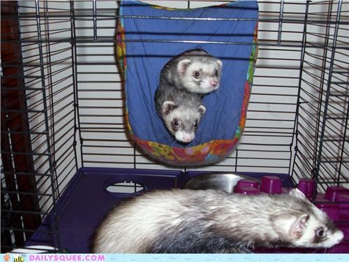 Detail Cute Ferret Hammock Nomer 49