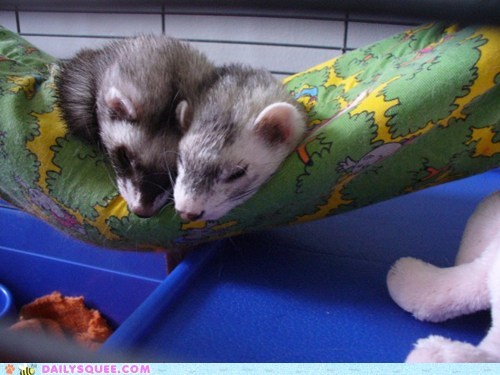 Detail Cute Ferret Hammock Nomer 52