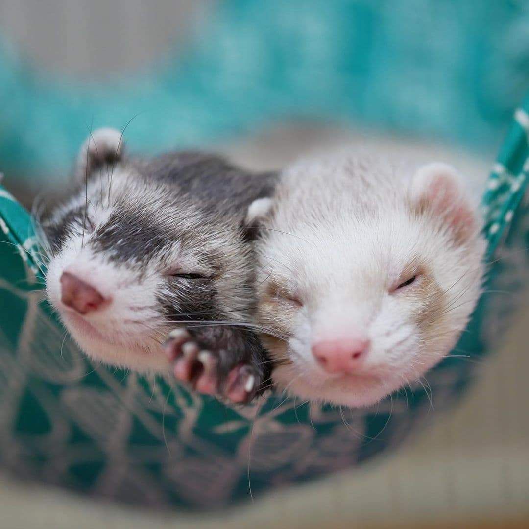 Cute Ferret Hammocks - KibrisPDR