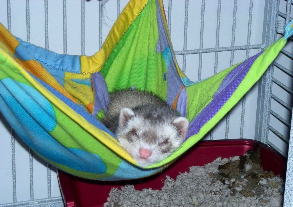 Detail Cute Ferret Hammocks Nomer 2