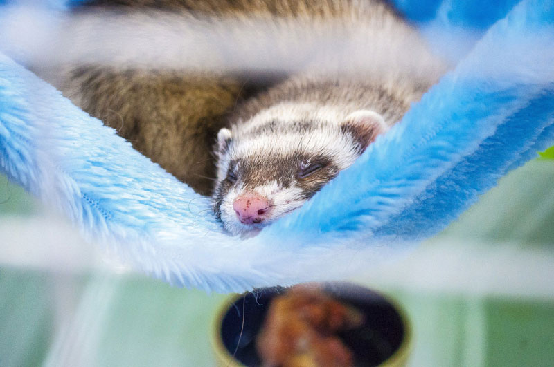 Detail Cute Ferret Hammocks Nomer 3