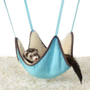 Detail Cute Ferret Hammocks Nomer 32