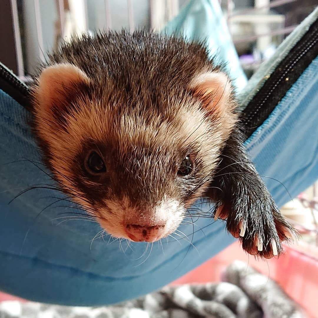 Detail Cute Ferret Hammocks Nomer 40