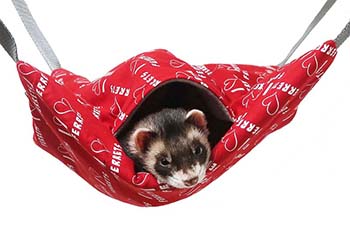 Detail Cute Ferret Hammocks Nomer 44