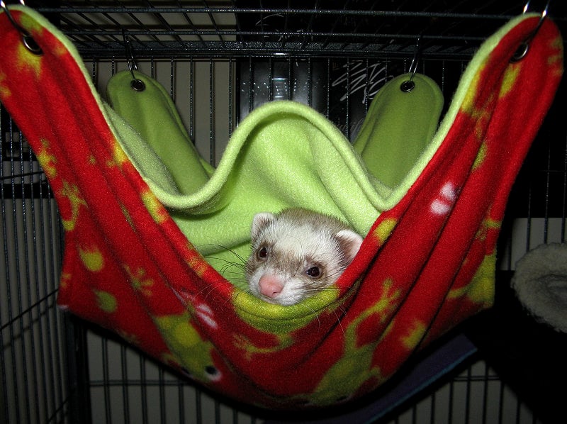 Detail Cute Ferret Hammocks Nomer 45