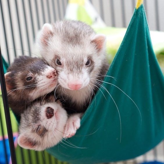 Detail Cute Ferret Hammocks Nomer 52