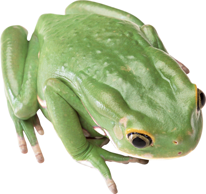 Download Cute Frog Png Nomer 50