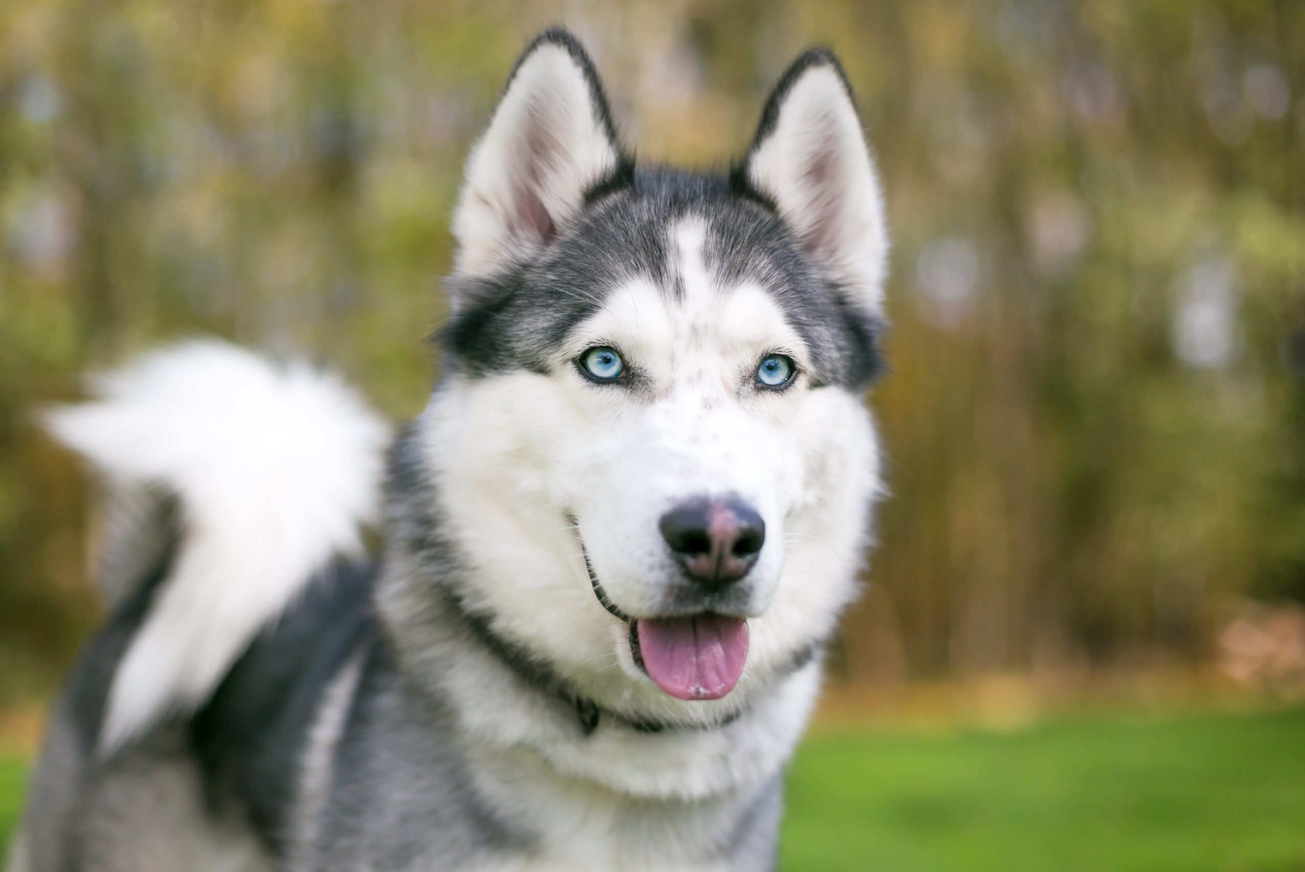 Cute Husky Breeds - KibrisPDR