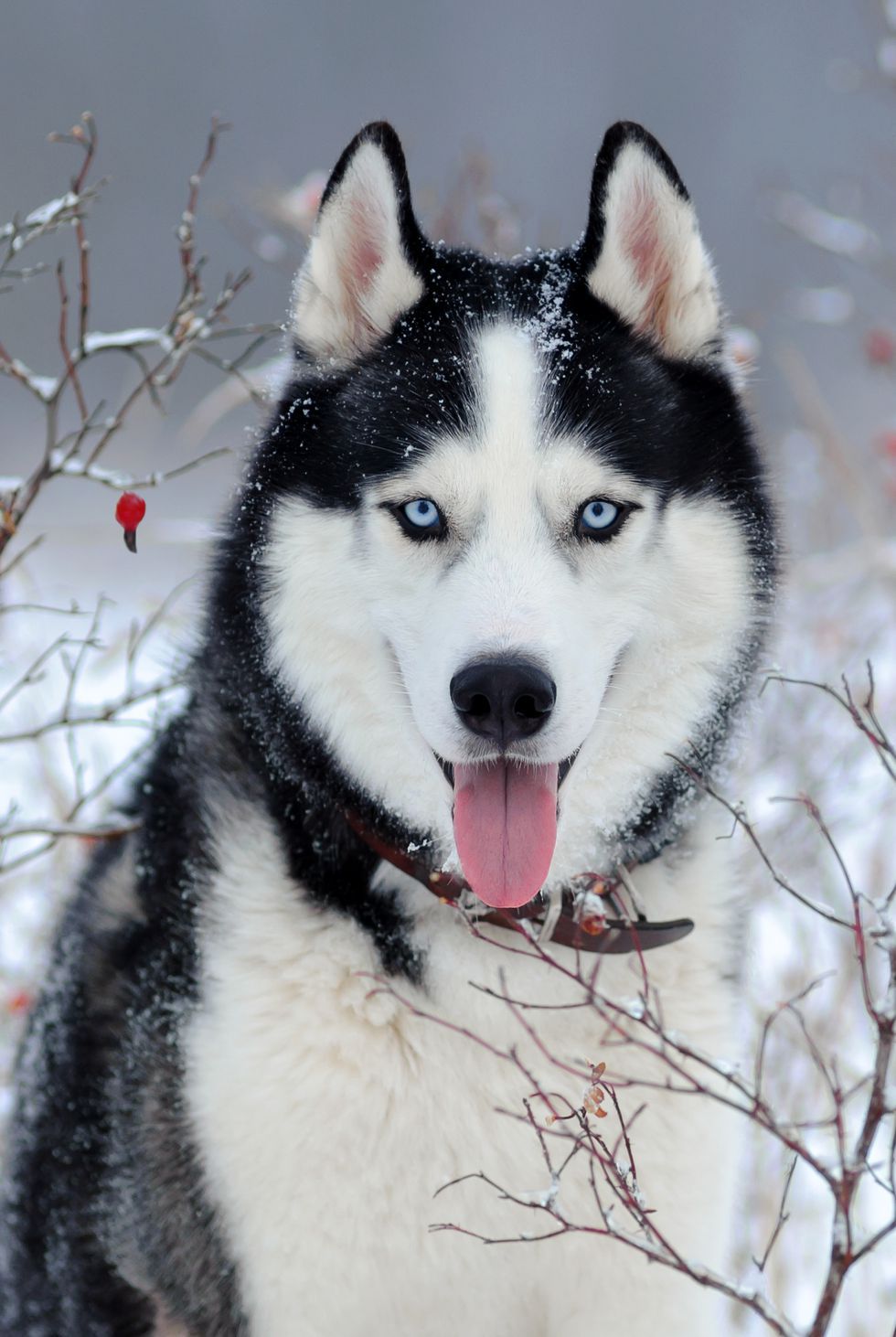 Detail Cute Husky Breeds Nomer 2