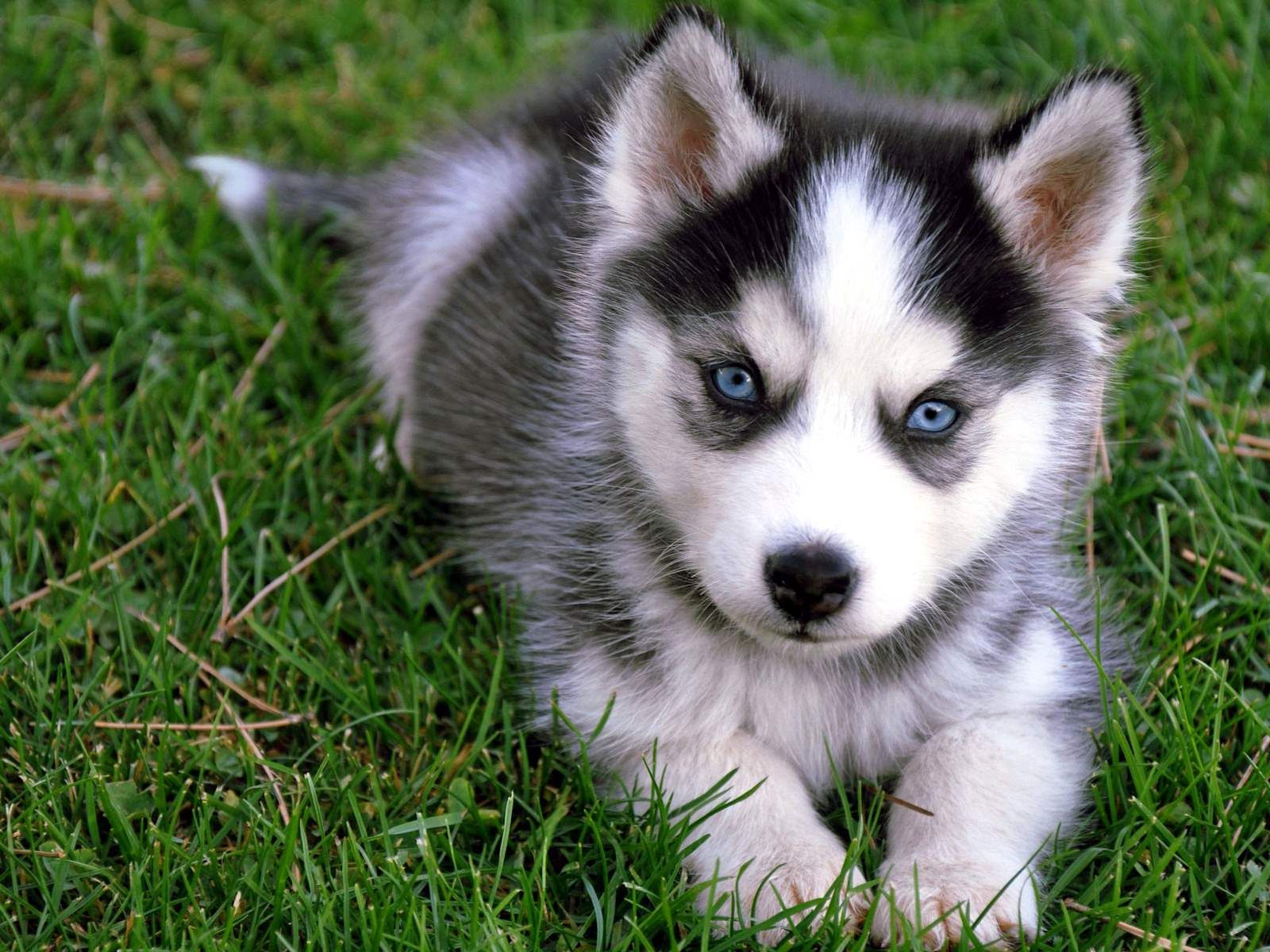 Detail Cute Husky Breeds Nomer 12