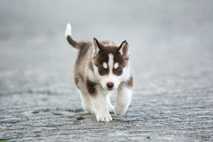 Detail Cute Husky Breeds Nomer 13