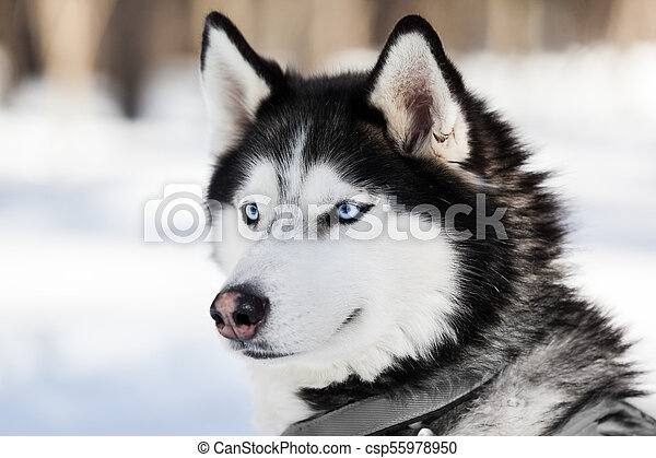 Detail Cute Husky Breeds Nomer 22