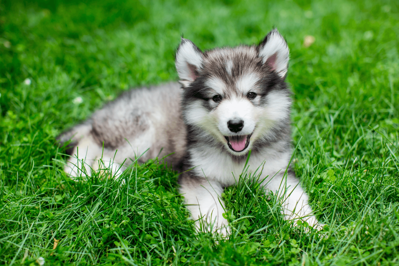 Detail Cute Husky Breeds Nomer 24