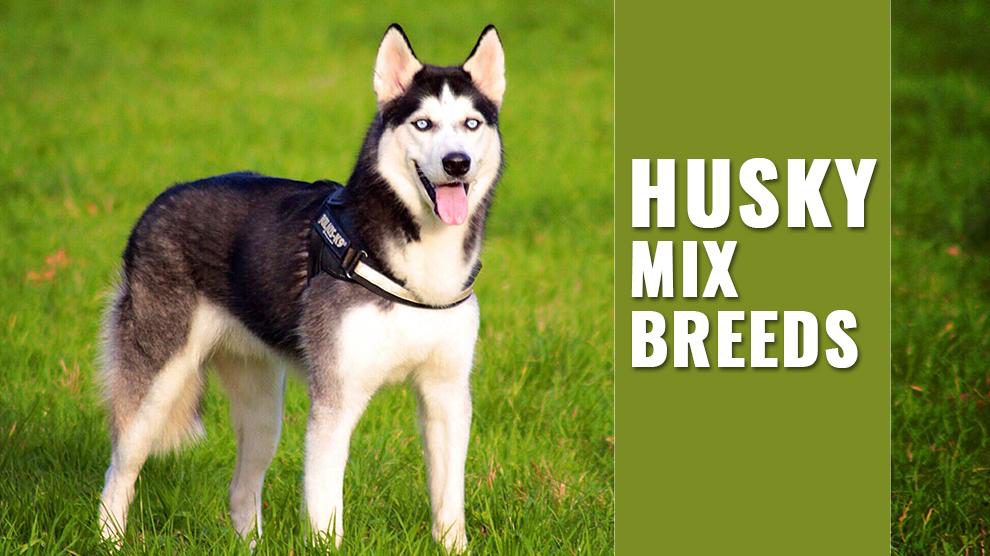 Detail Cute Husky Breeds Nomer 28