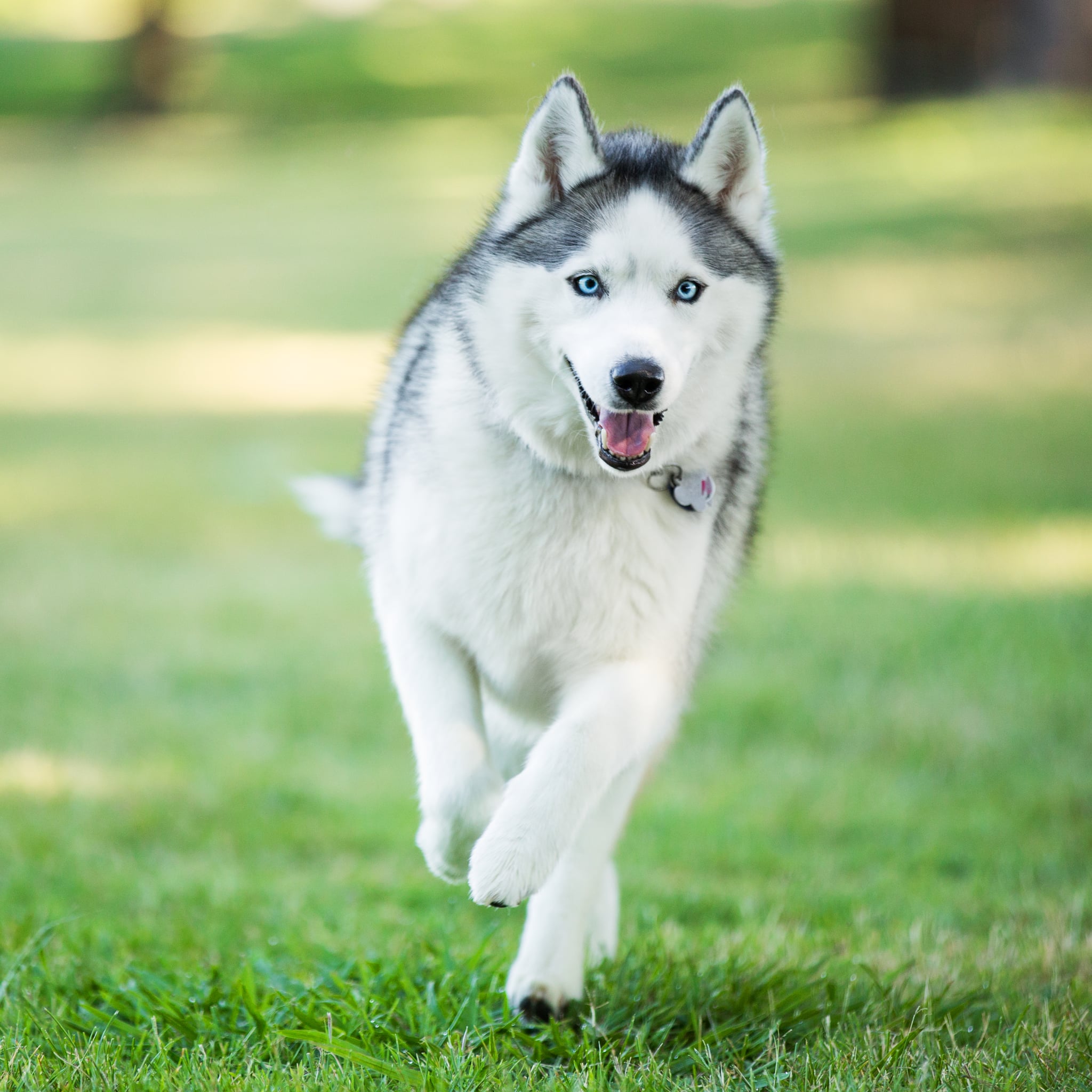 Detail Cute Husky Breeds Nomer 4