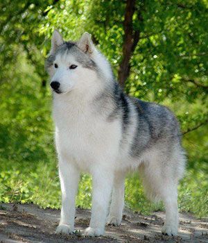 Detail Cute Husky Breeds Nomer 37