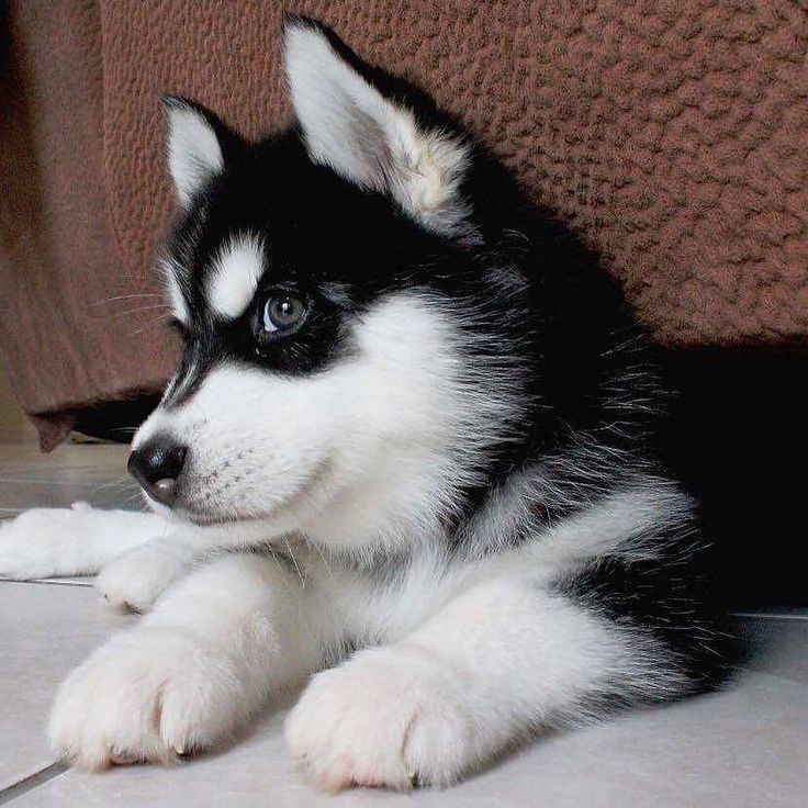 Detail Cute Husky Breeds Nomer 5