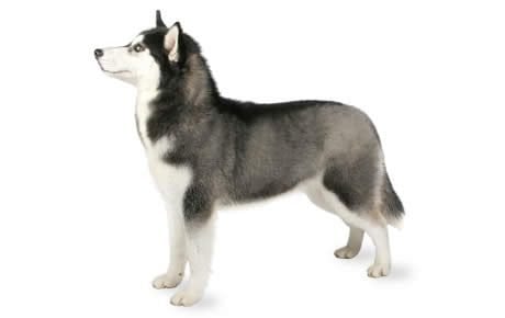 Detail Cute Husky Breeds Nomer 41