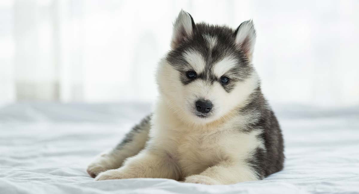 Detail Cute Husky Breeds Nomer 47