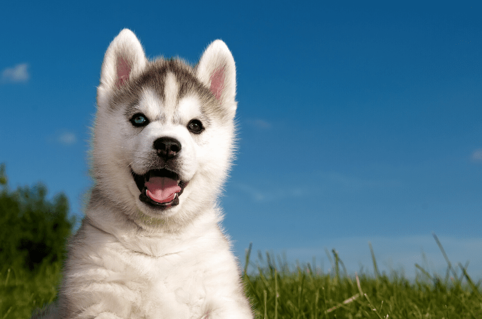 Detail Cute Husky Breeds Nomer 6