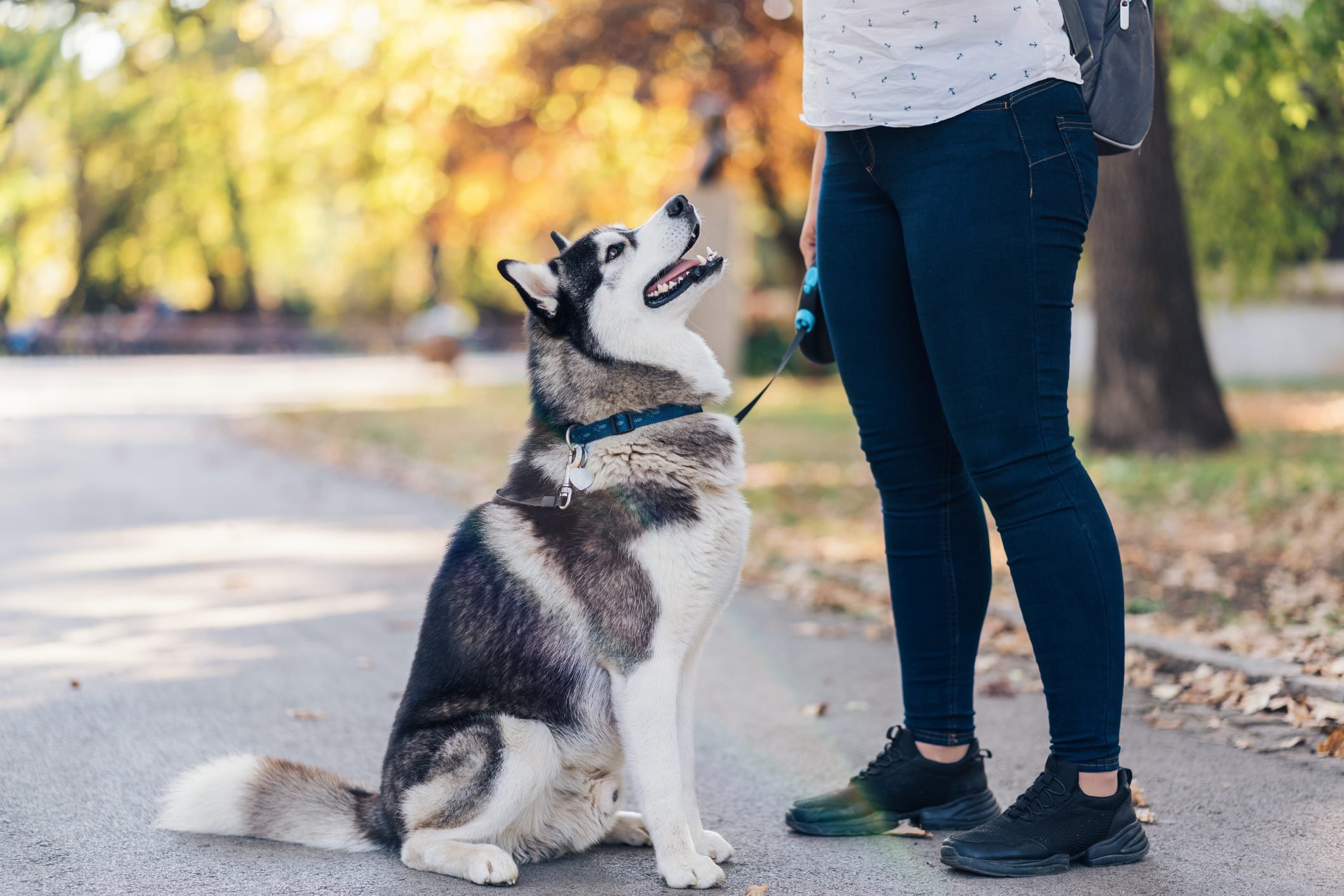 Detail Cute Husky Breeds Nomer 50