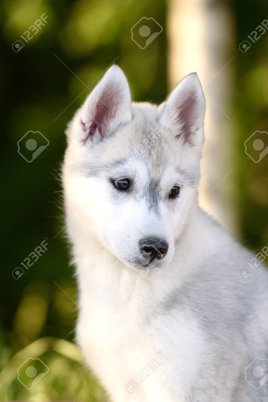 Detail Cute Husky Breeds Nomer 55