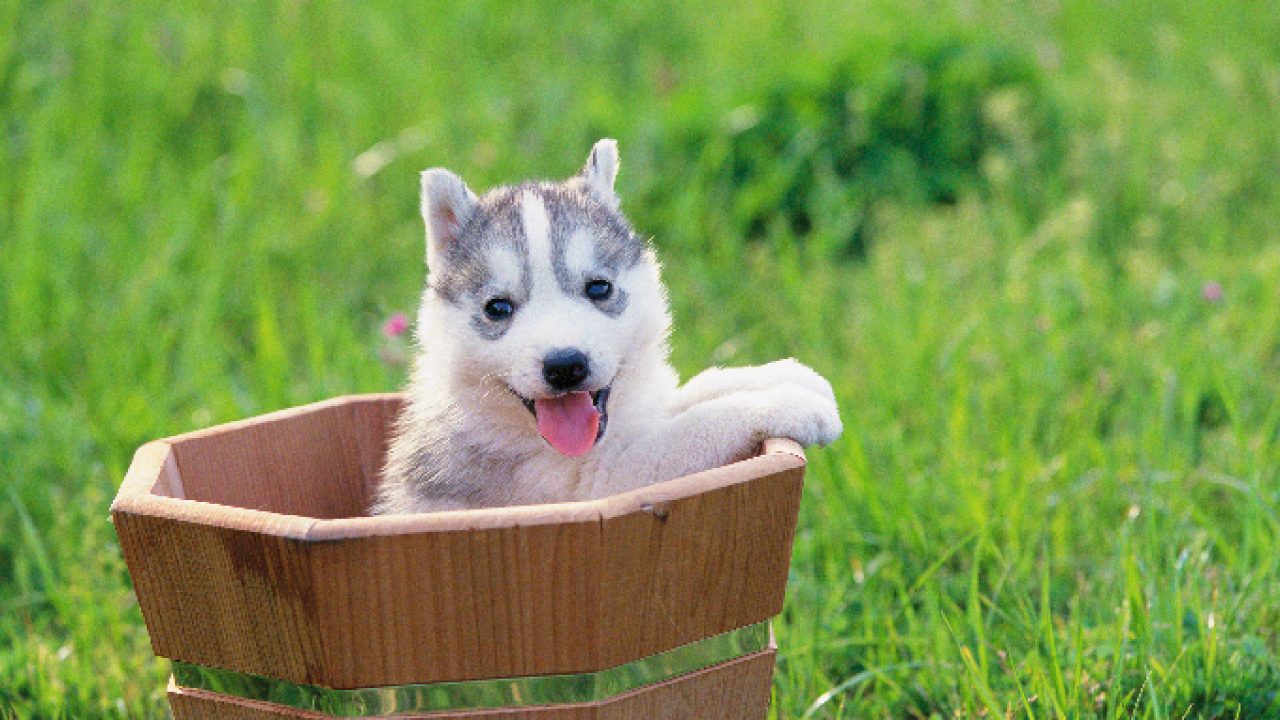 Detail Cute Husky Breeds Nomer 57