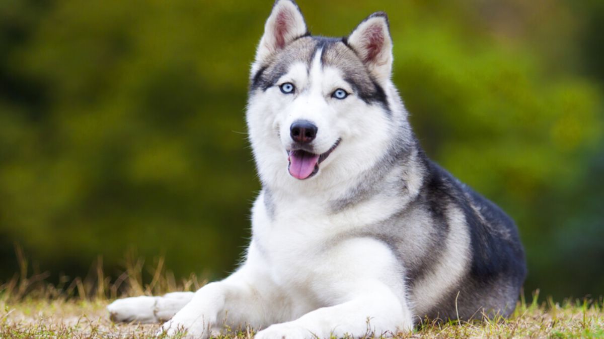 Detail Cute Husky Breeds Nomer 7