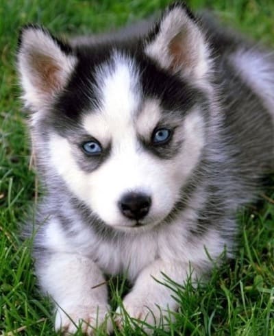 Detail Cute Husky Breeds Nomer 8