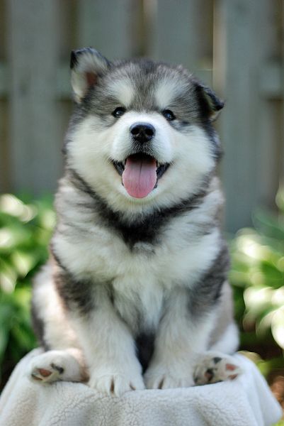 Detail Cute Husky Breeds Nomer 9