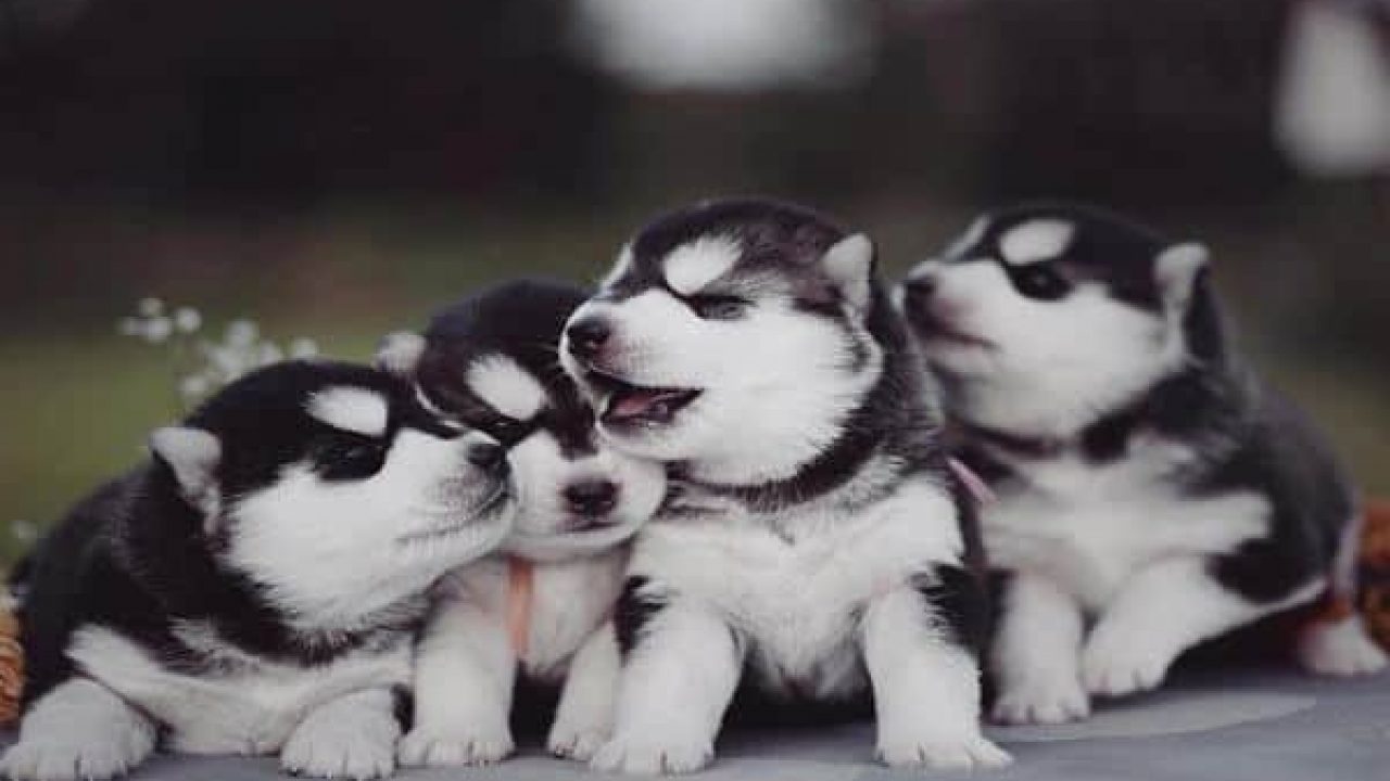 Detail Cute Husky Breeds Nomer 10