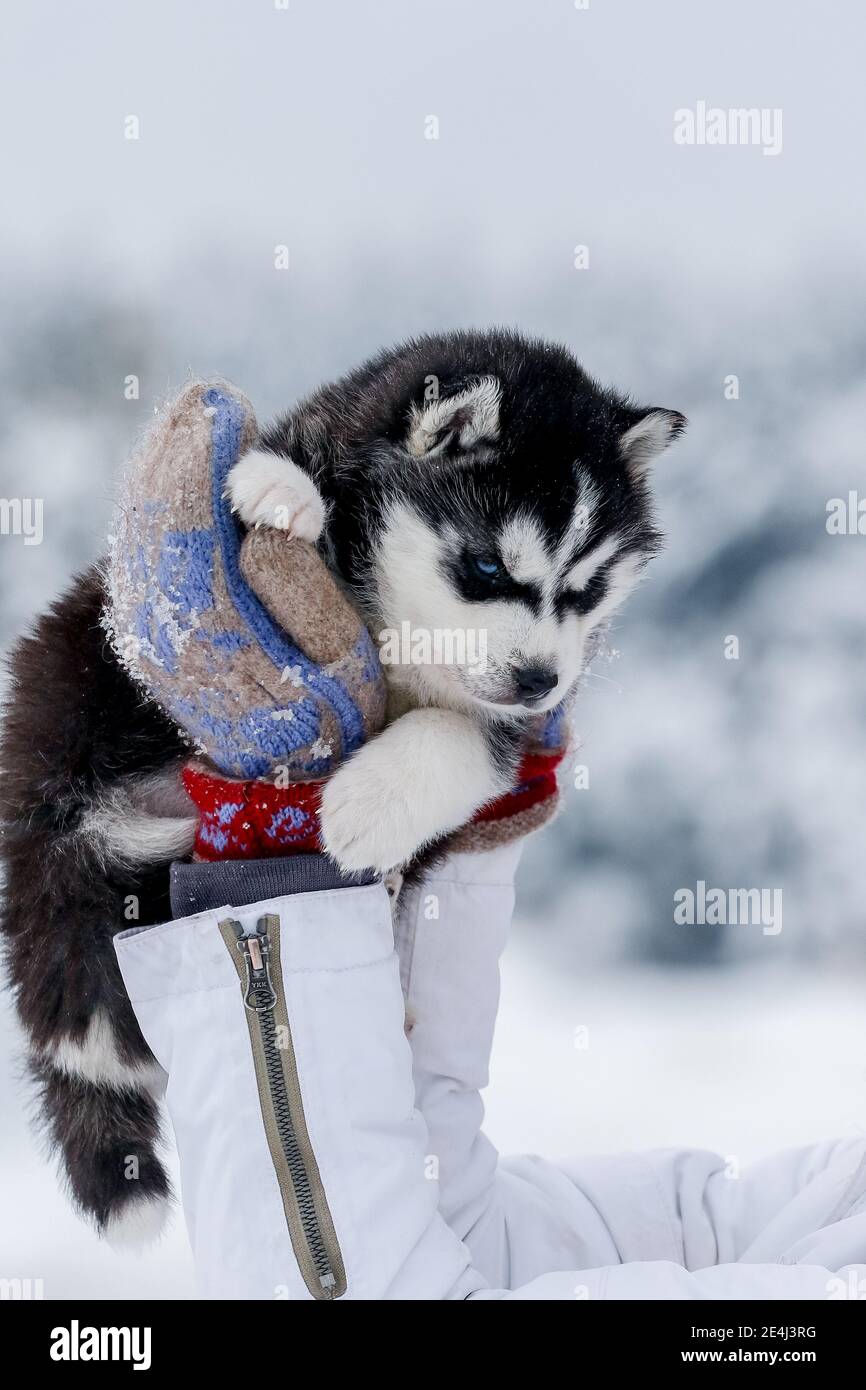 Detail Cute Husky Images Nomer 32