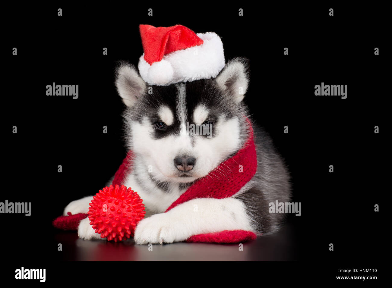 Detail Cute Husky Images Nomer 43