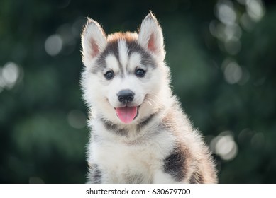 Detail Cute Husky Images Nomer 56