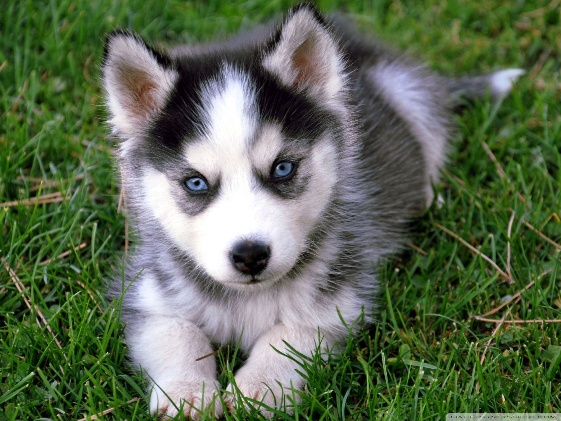 Detail Cute Husky Images Nomer 10