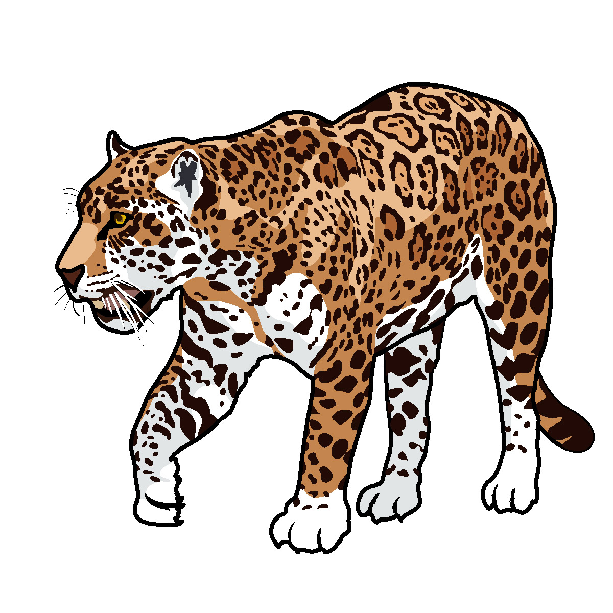 Detail Cute Jaguar Clipart Nomer 48