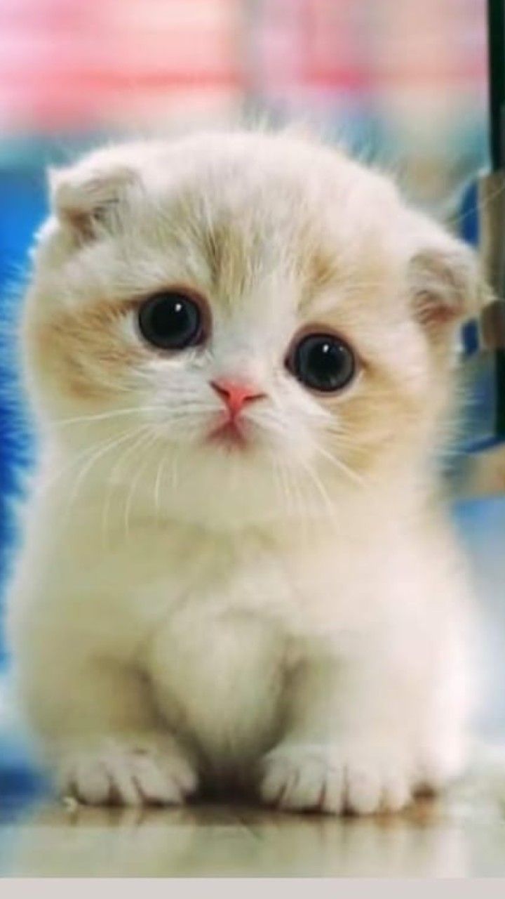 Detail Cute Kitten Pictures Nomer 31