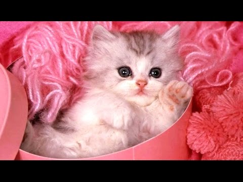 Detail Cute Kitten Pictures Nomer 33