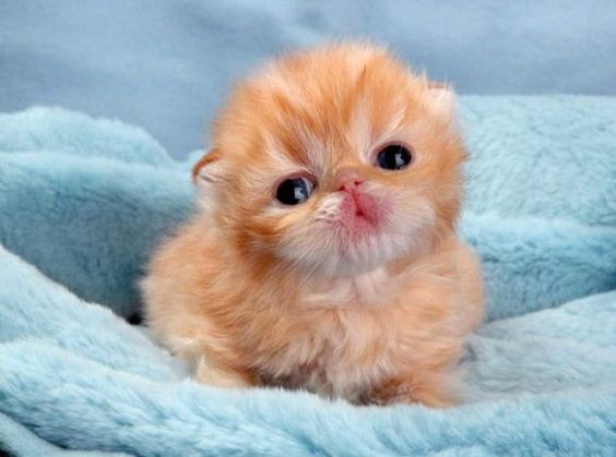 Detail Cute Kitten Pictures Nomer 35